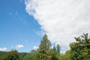 Trees and Sky in Oregon