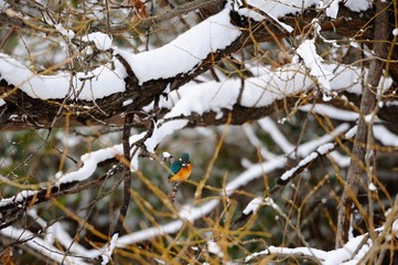 冬のカワセミ./雪が積もる木々の中にいるカワセミです.