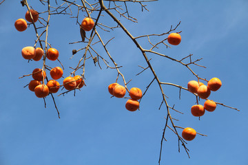 青空と柿の木