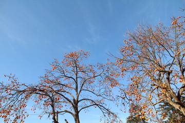 青空と柿の木