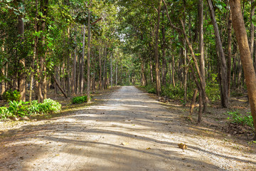 Forest, Woodland, Dirt, Scotland, Europe