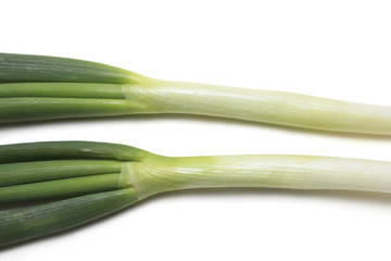 長ネギ