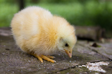 fluffy little chicken