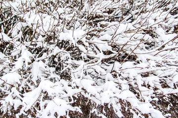 the branches of a bush in the snow