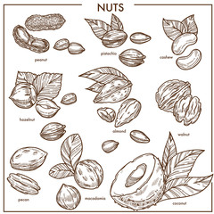 Nuts sketch icons set vector organic raw food
