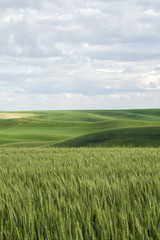Naklejka premium Palouse Vista Wheat