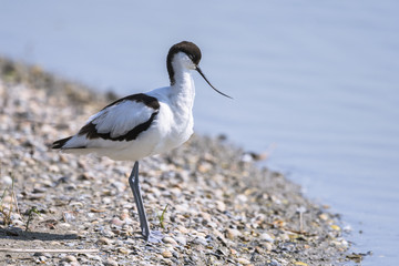 Avocette élégante - Recurvirostra avosetta - Pied Avocet
