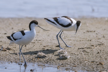 Avocette élégante - Recurvirostra avosetta - Pied Avocet