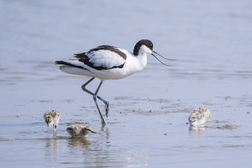 Avocette élégante - Recurvirostra avosetta - Pied Avocet