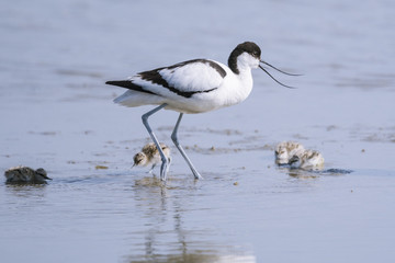 Avocette élégante - Recurvirostra avosetta - Pied Avocet