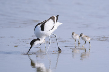 Avocette élégante - Recurvirostra avosetta - Pied Avocet
