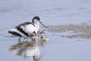 Avocette élégante - Recurvirostra avosetta - Pied Avocet
