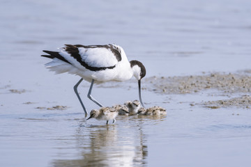 Avocette élégante - Recurvirostra avosetta - Pied Avocet