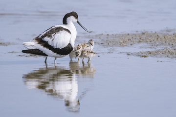 Avocette élégante - Recurvirostra avosetta - Pied Avocet