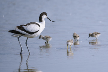 Avocette élégante - Recurvirostra avosetta - Pied Avocet