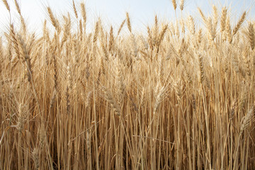 Fall Wheat Field