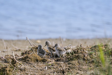 Avocette élégante - Recurvirostra avosetta - Pied Avocet