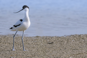 Avocette élégante - Recurvirostra avosetta - Pied Avocet