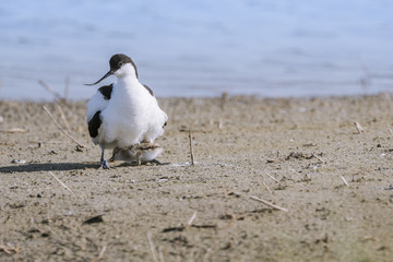 Avocette élégante - Recurvirostra avosetta - Pied Avocet