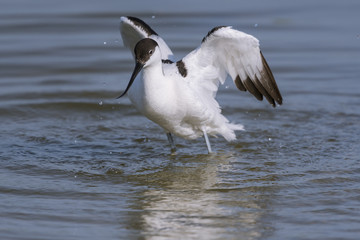 Avocette élégante - Recurvirostra avosetta - Pied Avocet