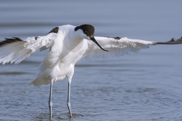 Avocette élégante - Recurvirostra avosetta - Pied Avocet