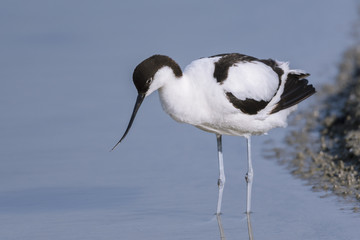Avocette élégante - Recurvirostra avosetta - Pied Avocet