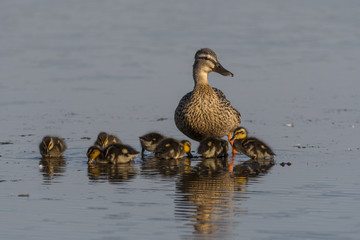 Cane colvert et ses canetons