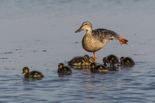 Cane colvert et ses canetons