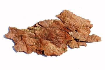 Obraz premium bark of tree on white background. detailed structural pattern.