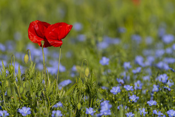 Coquelicots dans un champ de lin en fleurs