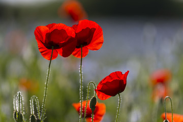 Obraz premium Maki w kwitnącym polu lnu