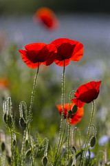 Obraz premium Coquelicots dans un champ de lin en fleurs