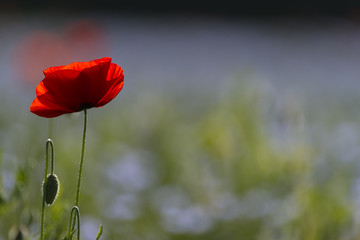 Coquelicots dans un champ de lin en fleurs