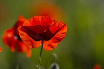 Obraz premium Coquelicots dans un champ de lin en fleurs