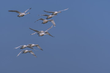 Saison : Printemps - Lieu : Marais du Crotoy, Le Crotoy, Baie de Somme, Somme, Picardie, Hauts-de-France, France