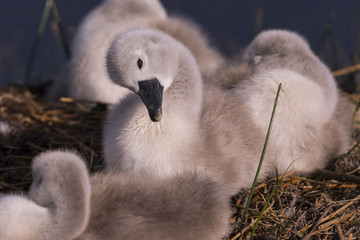 Cygne tuberculé - Cygnus olor - Mute Swan - Saison : Printemps - Lieu :  Le Crotoy, Baie de Somme, Somme, Hauts-de-France, France.