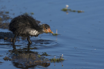Foulque macroule - Fulica atra - Eurasian Coot