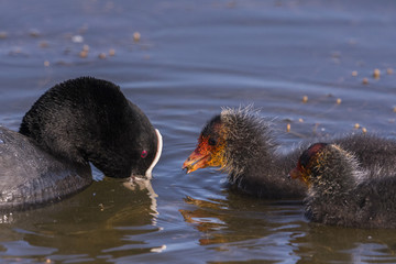 Foulque macroule - Fulica atra - Eurasian Coot