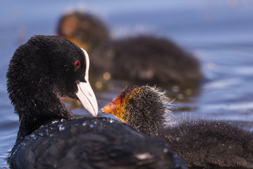 Foulque macroule - Fulica atra - Eurasian Coot