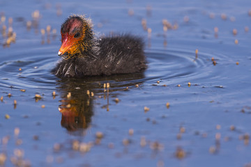 Foulque macroule - Fulica atra - Eurasian Coot