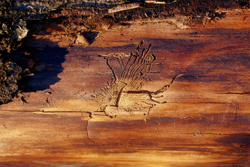 Fototapeta na wymiar wood-worm structure in wood. Wood background.