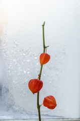 Physalis on window