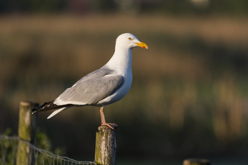 Goéland argenté - Larus argentatus - European Herring Gull