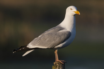 Goéland argenté - Larus argentatus - European Herring Gull