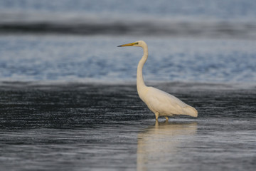 Grande Aigrette - Ardea alba - Great Egret