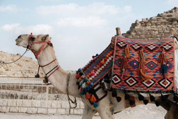 Pyramid Camel