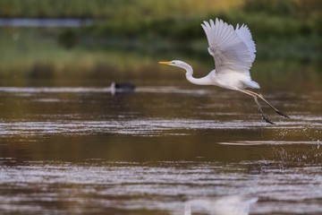 Grande Aigrette - Ardea alba - Great Egret