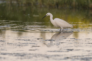 Grande Aigrette - Ardea alba - Great Egret