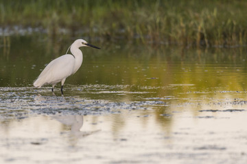 Grande Aigrette - Ardea alba - Great Egret