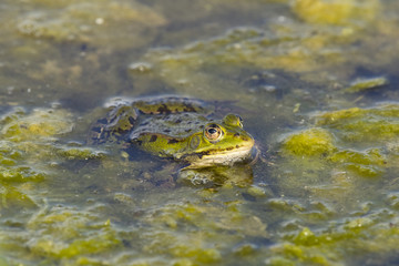 Grenouille verte,grenouille commune,Rana klepton esculenta